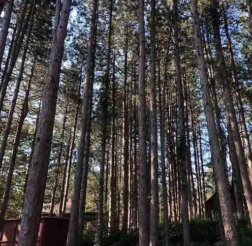 公寓 Medju Borovima 2 Vinci